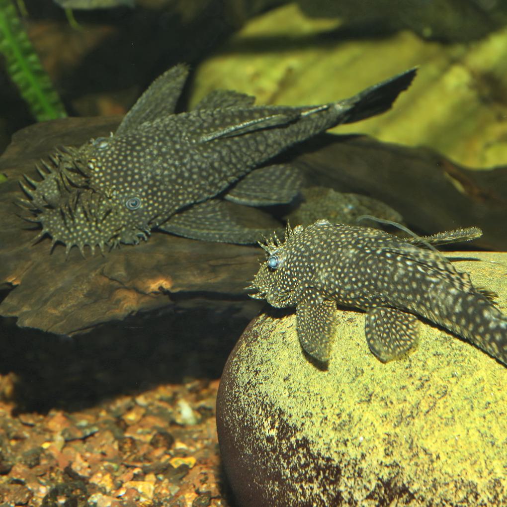 JBL PRONOVO PLECO WAFER XL 5,5l
