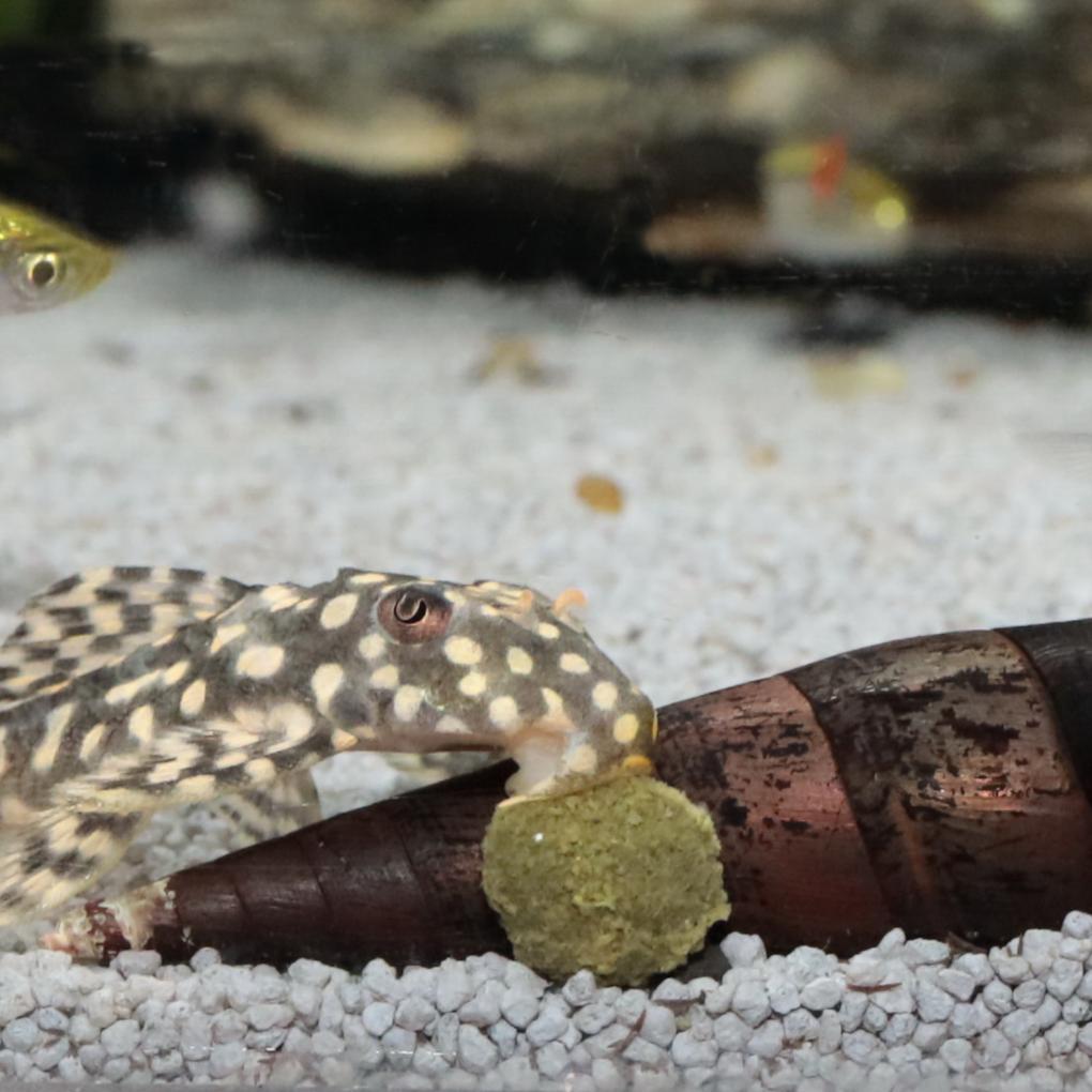 JBL PRONOVO PLECO WAFER M 5,5l